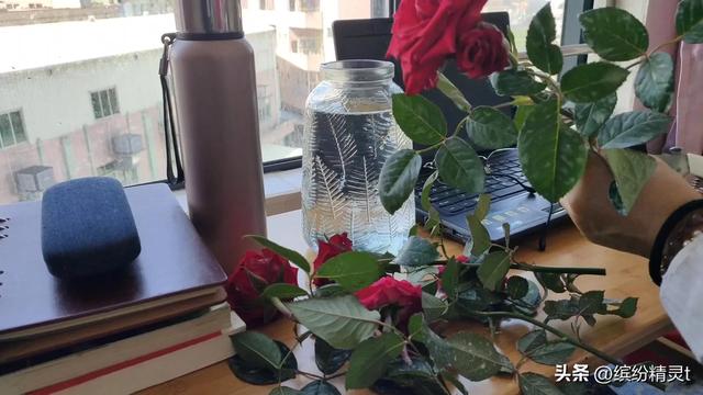 易享花，出租屋养花，一个适合居家养植的切花玫瑰，浪漫、艳丽、婀娜多姿